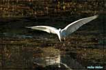 Aigrette garzette